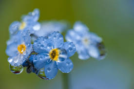 First, choose a spot with partial sunlight. Forget Me Not Flower Meaning Flower Meaning