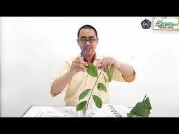 Daun tempuyung yang memiliki nama latin sonchus arvensis ini berkhasiat untuk menghancurkan batu ginjal dan melancarkan proses buang air. Praktikum Morfologi Tumbuhan Latihan I Daun Tunggal Bagian 2 Youtube