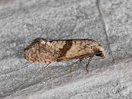 Image result for Cochylidia implicitana