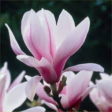Image result for Magnolia × soulangiana