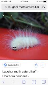 Black And Red Fuzzy Caterpillar Ontario Laughter Moth Caterpillar Moth Caterpillar Caterpillar Moth