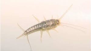 Domesticated animal, livestock, domestic animallive stock）とは、ヒト（人間）がその生活に役立つよう、野生であったものを馴化させ、飼養し、繁殖させ、品種改良している、その動物をいう。 å®³è² è¡£é­ ä½ å®¶è¯å®ä¹æ ï¼åç°¡å®çæ¹æ³ ä¸èµ·æ¶æ»ç å' Youtube