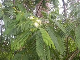 Image result for Albizia