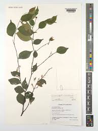 Image result for Dicranolepis