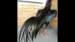 Black chickens chickens and roosters pet chickens beautiful chickens beautiful horses beautiful birds farm animals animals and pets rooster breeds. Aseel Cock Thai Nasal Long Hight 923129442750 Zain Ali Farming In Pakistan Youtube