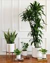 The Best Air-Purifying Plants for the Office — Plant Care Tips and ...