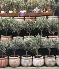 Olive Trees For Sale Aix En Provence Olive Trees For Sale Olive Tree Plants