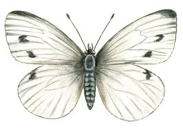 Image result for Pieris rapae