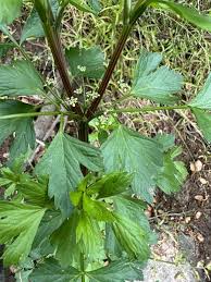 Image result for Apium graveolens