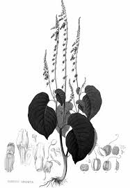 Image result for Dicliptera laxata