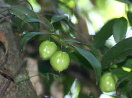 Image result for Behniaceae