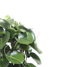 Image result for Cissus rotundifolia