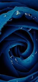 Beautiful Blue Rose Flower Iphone X Wallpapers Free Download Support us by sharing the content, upvoting wallpapers on the page or sending your own. beautiful blue rose flower iphone x