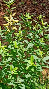 Image result for Secamone retusa