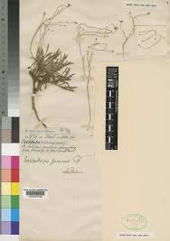 Image result for Wahlenbergia androsacea