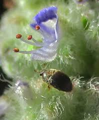 Image result for Coleus cylindraceus