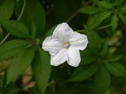 Image result for Ipomoea magnusiana