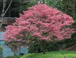 Maybe you would like to learn more about one of these? Cornus Florida Landscape Plants Oregon State University