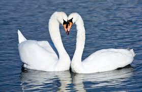 Swan Tamil And Vedas
