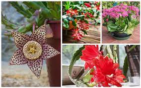 We did not find results for: 10 Beautiful Flowering Succulents Garden Lovers Club