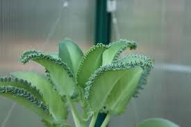 Pin On Simply Succulent
