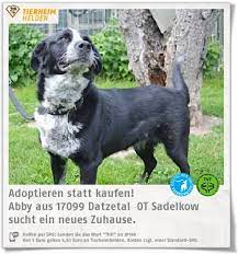 abby hat der gnadenhof sonnenschein vom tsv plan ubernommen https www tierheimhelden de hund tierheim datzetalot sadelkow deutsch kurz tierheim tiere hunde
