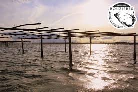 Dans l'étang de thau, une vie d'huître christophe fortin. Pourquoi Choisir Une Huitre Bio Du Bassin De Thau Huitres Rouzieres Bouzigues