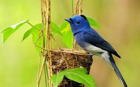 Check spelling or type a new query. 175 Beautiful Small Birds Wallpaper Android Iphone Hd Wallpaper Background Download Png Jpg 2021