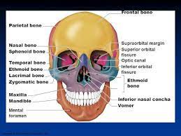 Pin By Poorna Sambhavi On Orbit Facial Nerve Anatomy Sphenoid Bone
