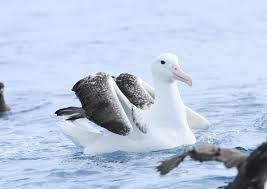 They take eggs and lives. Southern Royal Albatross The Parody Wiki Fandom