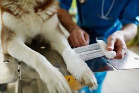 That's the carpal pad, also known as the stopper pad, and even though it doesn't look like your dog is using it at all, it's actually quite useful. Common Paw Pad Issues