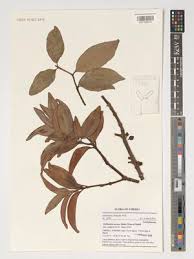 Image result for Globimetula kivuensis