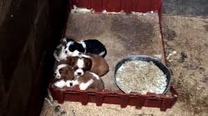 Maybe you would like to learn more about one of these? Welsh Vets Failing Dogs At Puppy Farms Bbc News