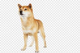 Korean Jindo Dog Png Images Pngwing