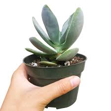 Image result for Crassula alsinoides