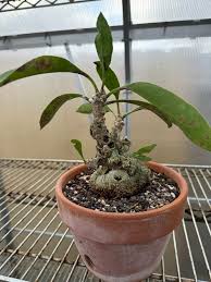 Image result for Anthospermum ammannioides
