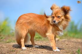 Long haired chihuahua personality and temperament. 15 Grooming Tips For Long Haired Chihuahua Puppies