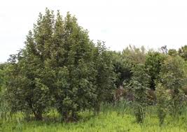 Image result for Cunonia capensis