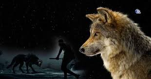 حقائق لا تعرفها عن الذئاب ..؟؟ | متع عقلك Amino Amino