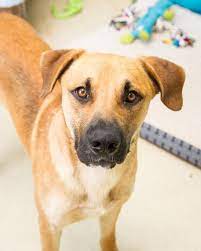 Adopt Mixon On Petfinder Black Mouth Cur Puppies Black Mouth Cur Black Mouth Cur Dog