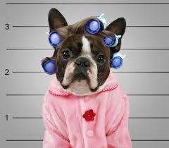 Check out the top 25+ french bulldog halloween costumes to inspire from! Quick Cheap And Totally Easy Pet Costumes Oakland Veterinary Referral Services