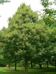 Image result for Necepsia castaneifolia