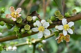 Image result for Bellucia pentamera