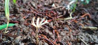 Image result for Gymnosiphon