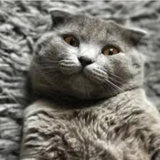 Lutfen Yardim Bu Durum Normal Mi Kedi Sagligi Ve Bakimi 43419