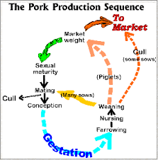 Pork Production