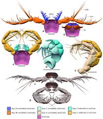 Image result for Megaloprotachne