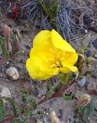 Image result for Oenothera stricta