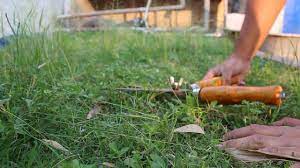 Once you have left the lawn to recover for a week, it is time for the second trim. Cutting Grass Without A Land Mower Youtube
