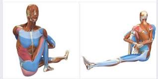One Of The 12 Yoga Poses For Easing Osteoporosis Yoga With Gail In Nederland Tx Marichyasana Iii Is A Twist Th Yoga Poses Bandha Yoga Yoga For Osteoporosis